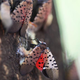Dead spotted lanternflies on a tree at Inwood Hill Park on September 26, 2022 in New York City.